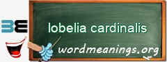 WordMeaning blackboard for lobelia cardinalis
